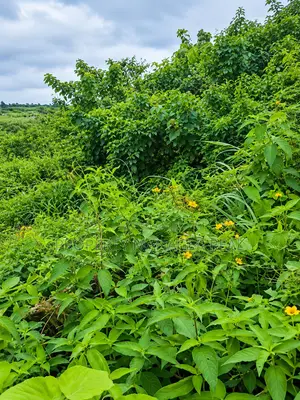 2 Plots of Dry Land for Sale in Epe