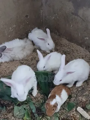 Angora Rabbit ( Weaners)