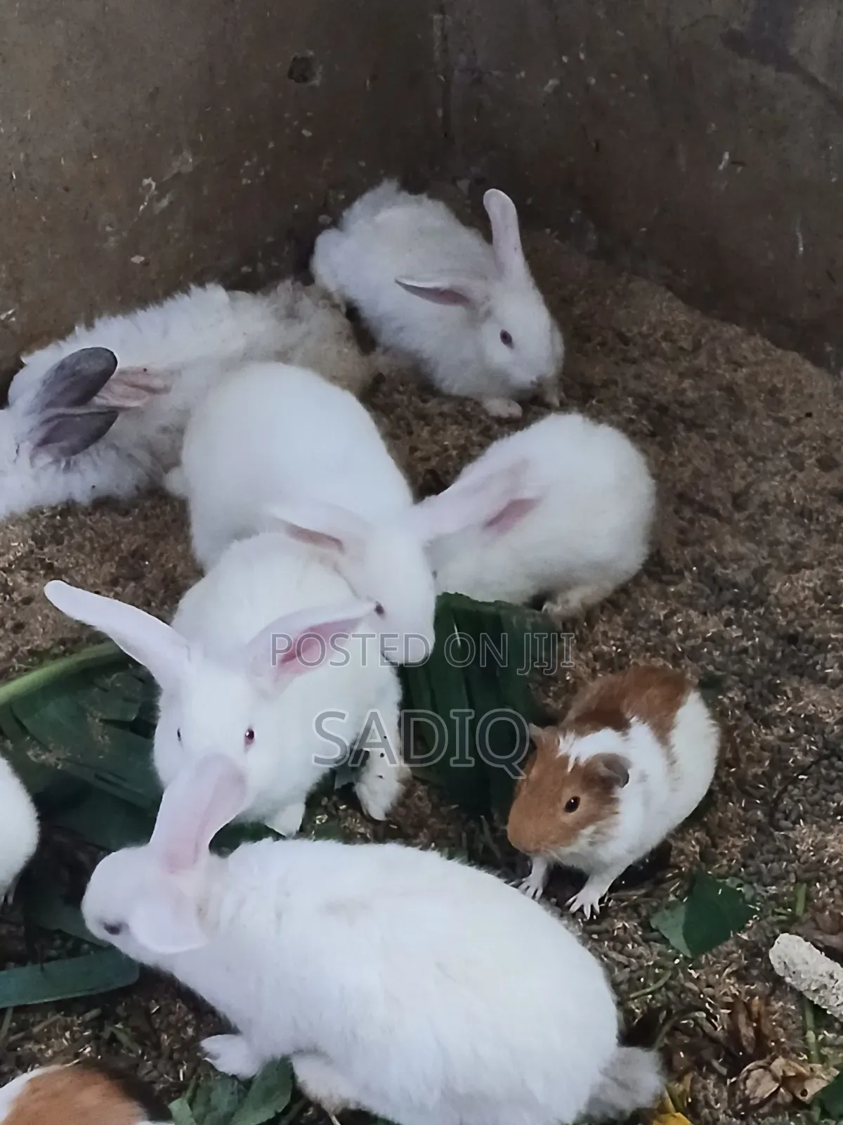 Angora Rabbit ( Weaners)