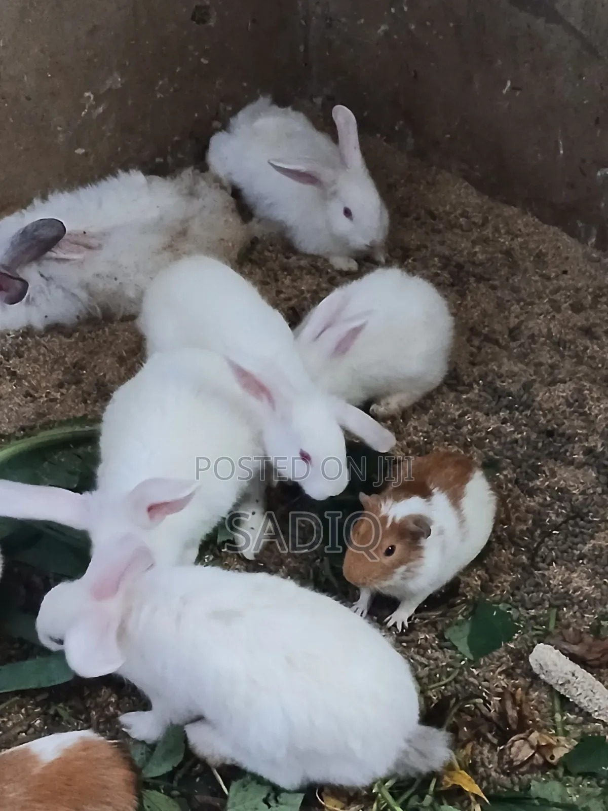 Angora Rabbit ( Weaners)