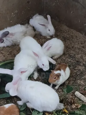 Angora Rabbit ( Weaners)