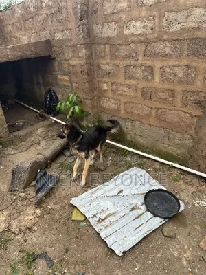 1+ year Female Purebred German Shepherd