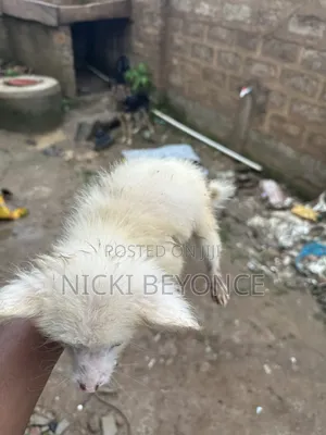 0-1 month Female Purebred American Eskimo