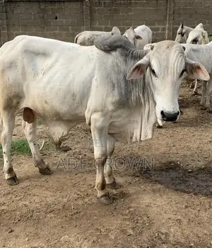 Premium Fresh Beef, Goat Ram Meat — By Kilo or Bulk