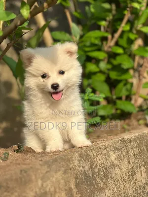 1-3 months Female Purebred American Eskimo