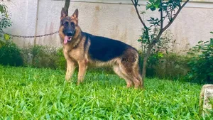 6-12 months Female Purebred German Shepherd