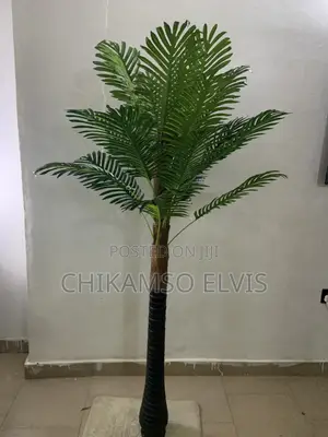 Palm Trees