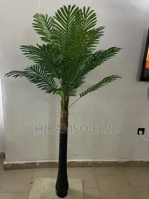 Palm Trees