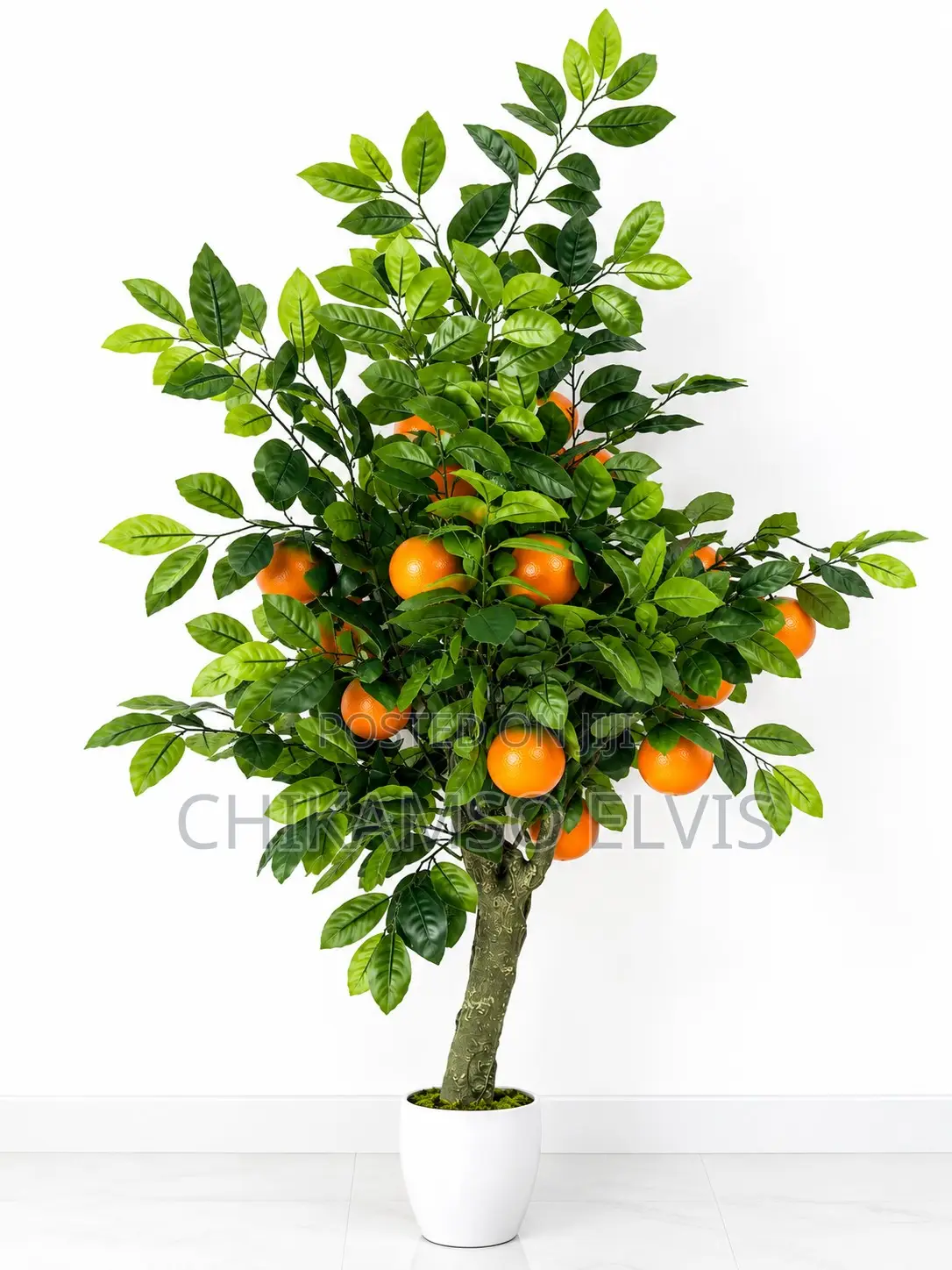 Orange Tree