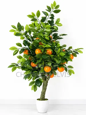 Orange Tree