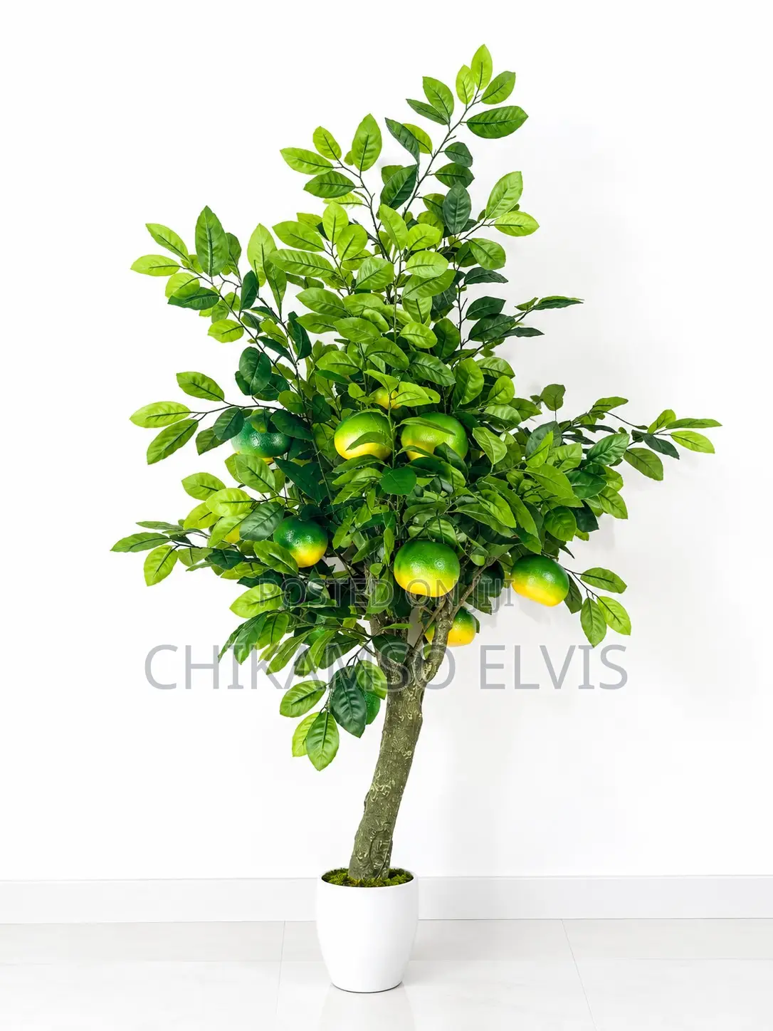 Orange Tree