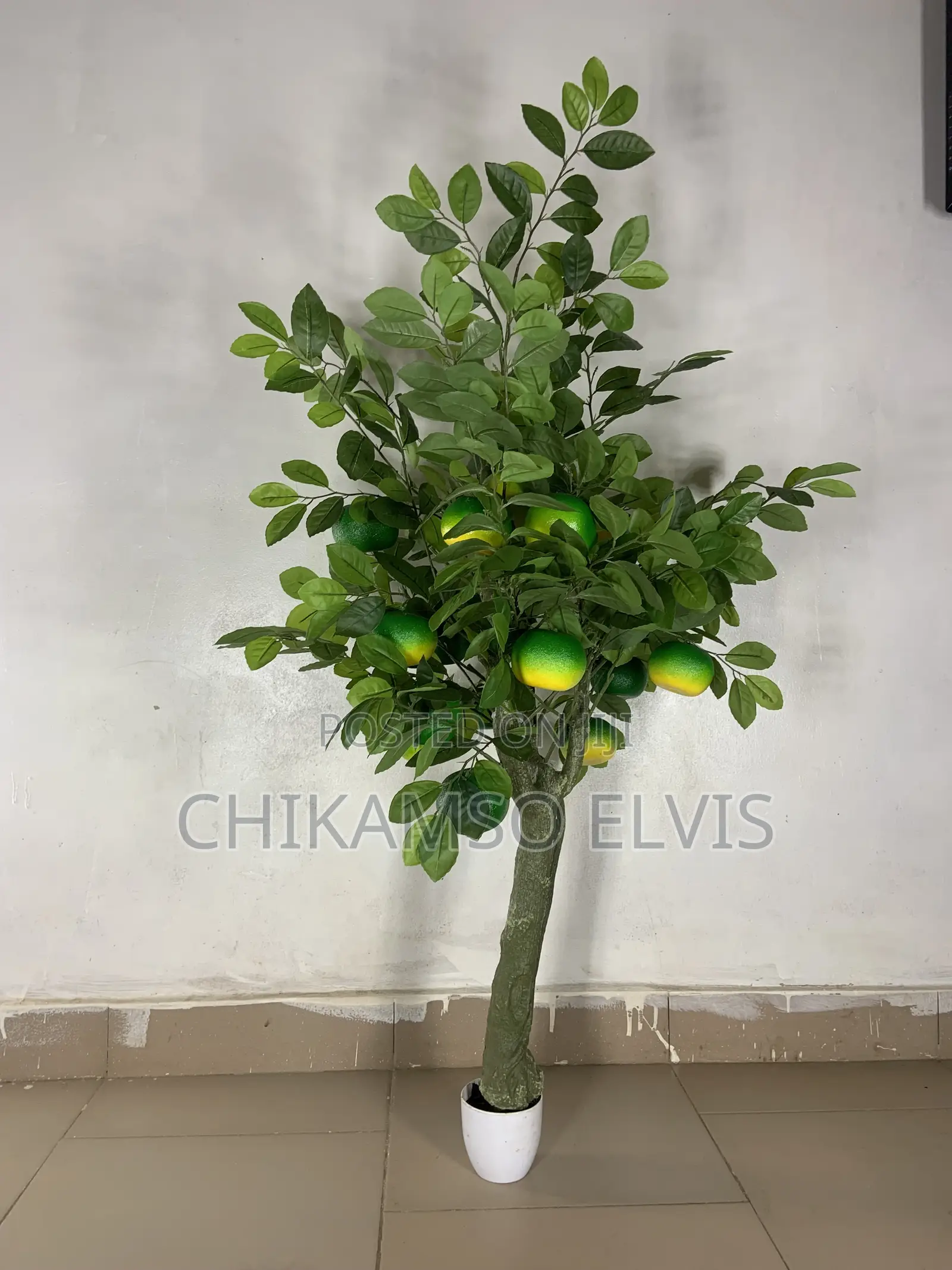 Orange Tree