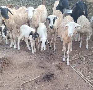 Sheep and Ram Available for Sale