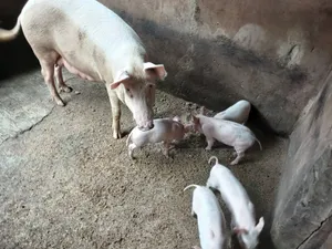 Pigs and Piglets for Sale