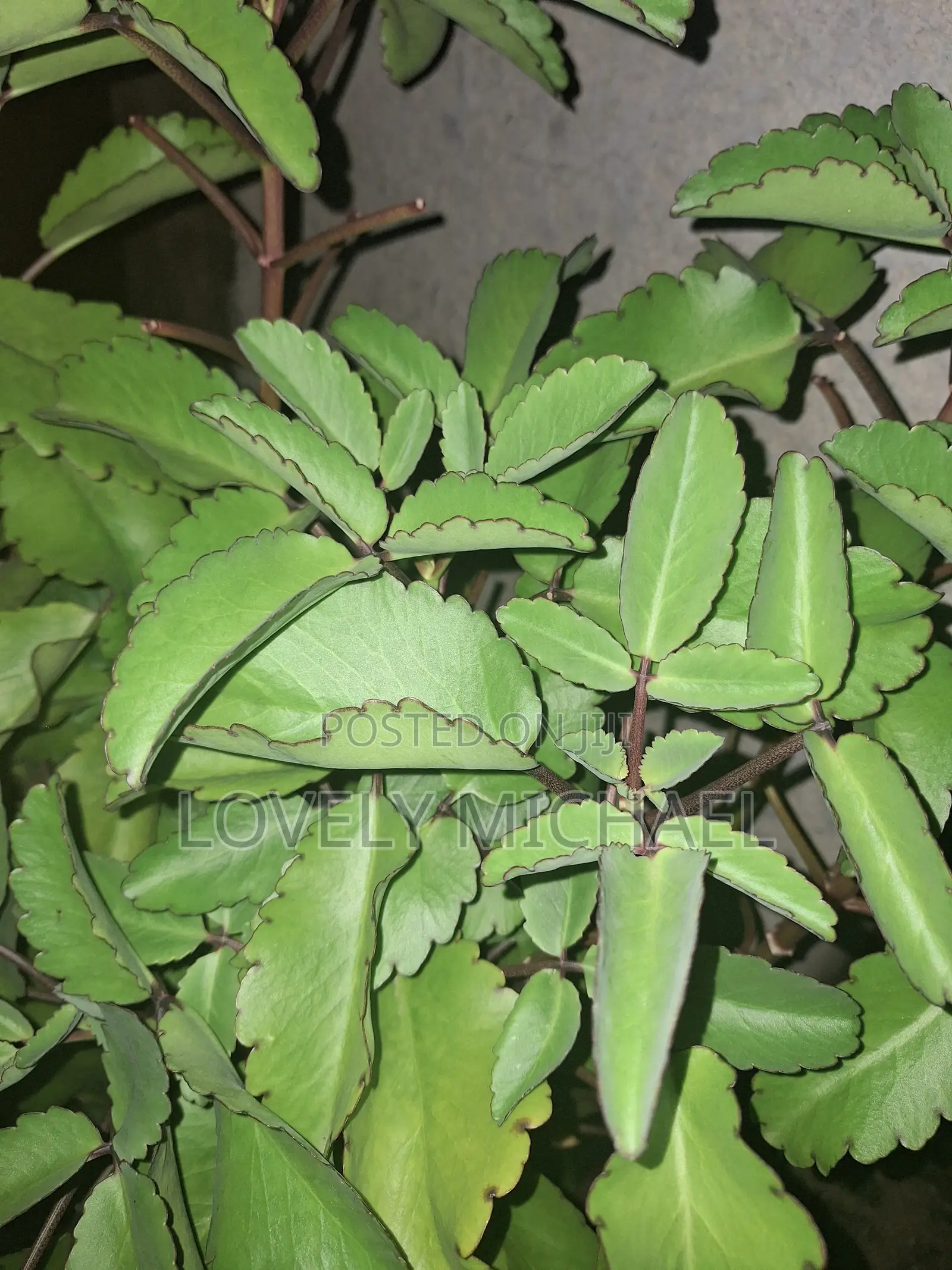 Fresh Kalanchoe Pinnata Leaves
