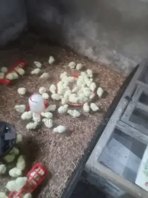 GloriousSeed Poultry