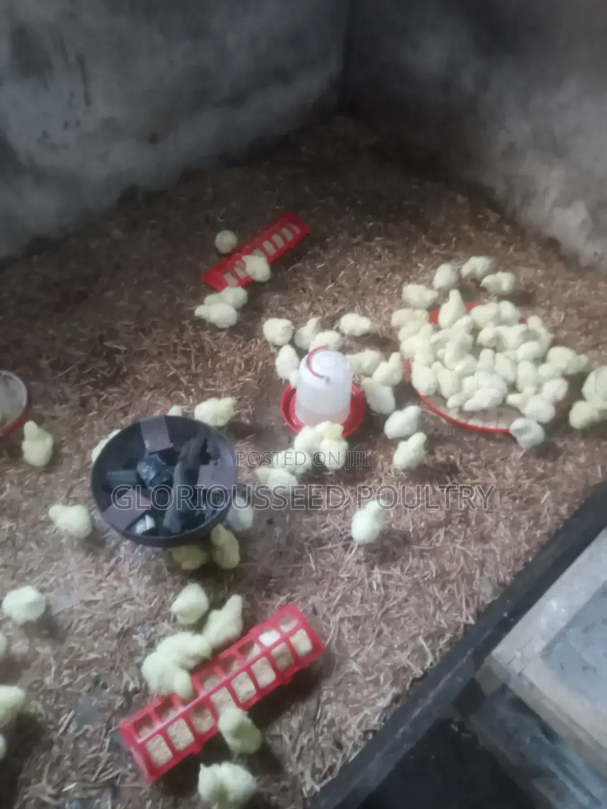 GloriousSeed Poultry