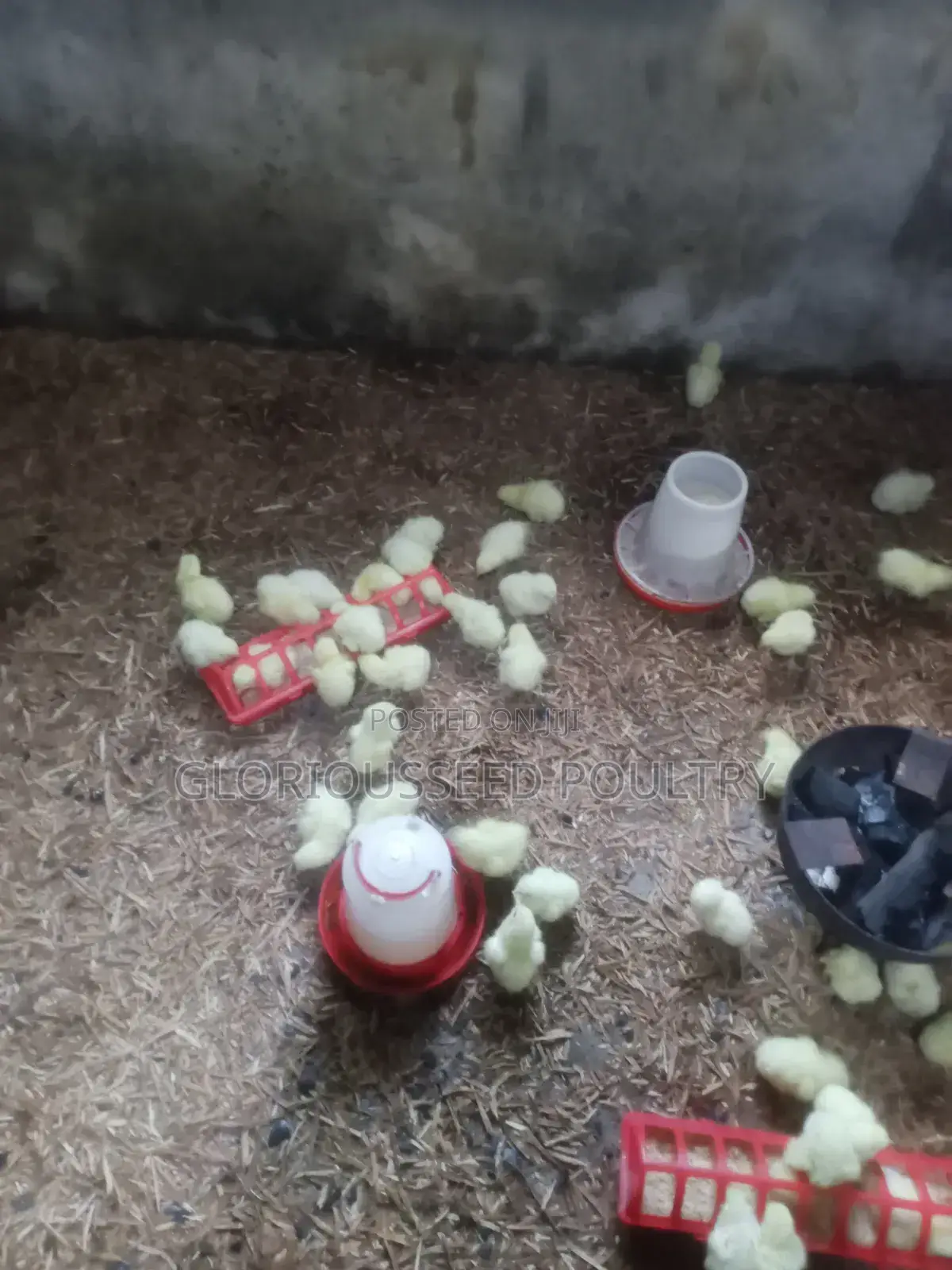 GloriousSeed Poultry