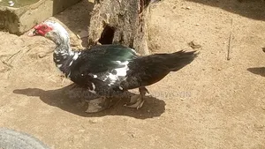 Mature Male Muscovy Y