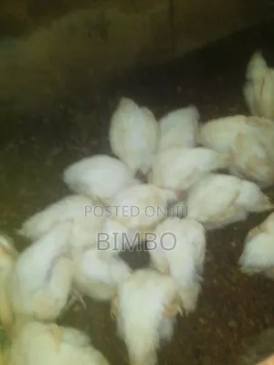7 Weeks Grown Broiler