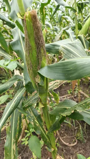 Sweet Corn Cobs