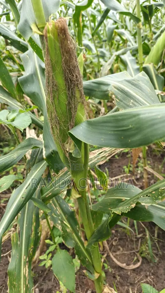 Sweet Corn Cobs