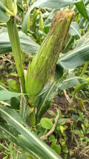 Sweet Corn Cobs