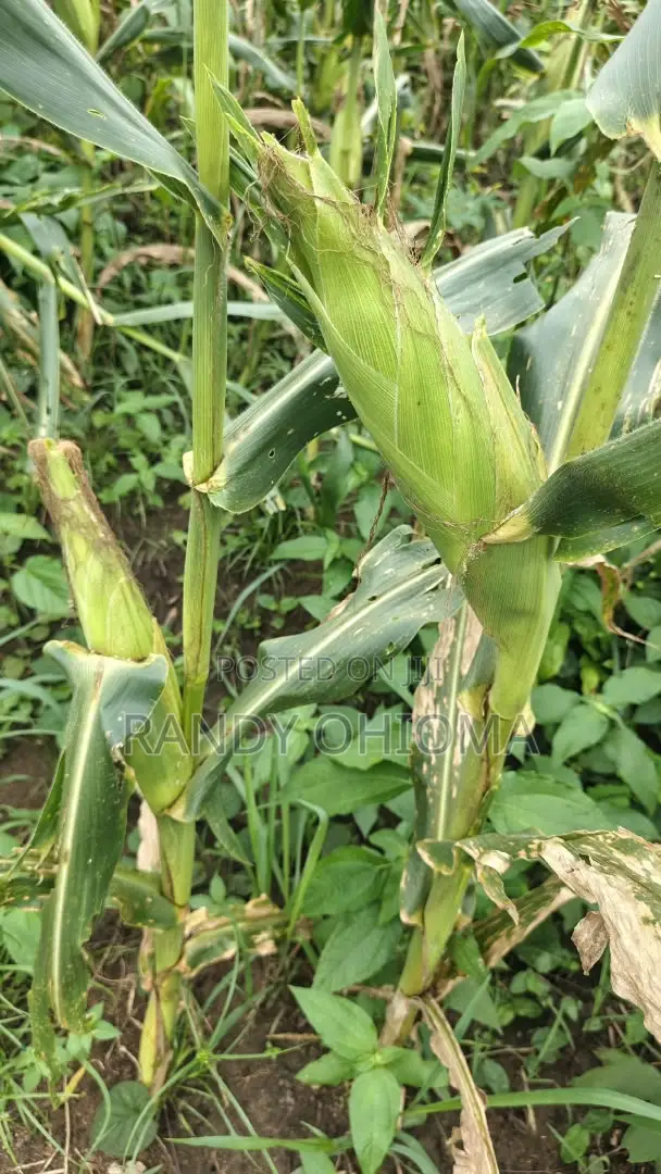 Sweet Corn Cobs