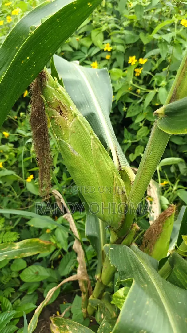 Sweet Corn Cobs