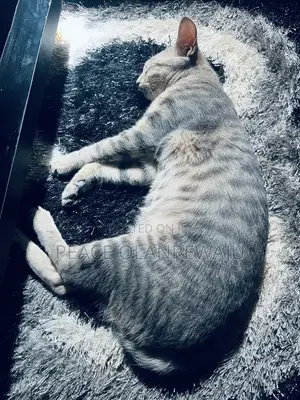 6-12 months Male Purebred Egyptian Mau
