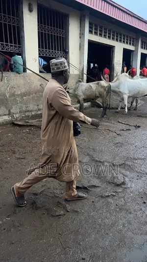 We Sell Freshly Beef Goat Meat and Cow Meat
