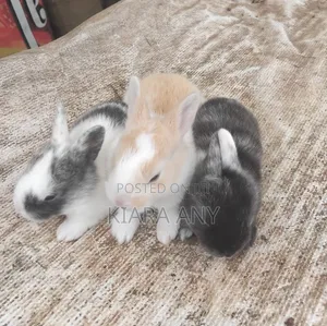 Rabbit for Sale