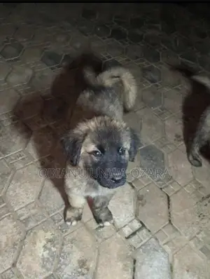 1-3 months Female Purebred Caucasian Shepherd