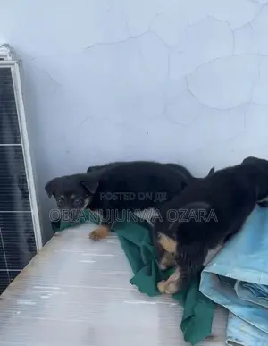 1-3 months Female Purebred German Shepherd