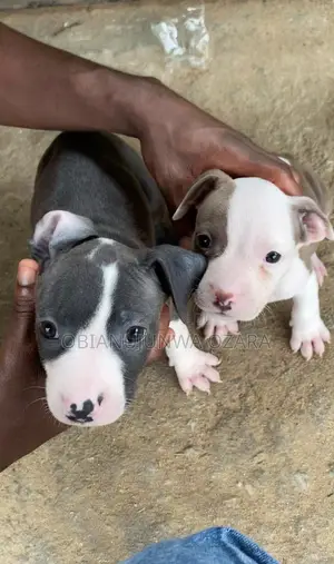1-3 months Female Purebred American Pit Bull Terrier