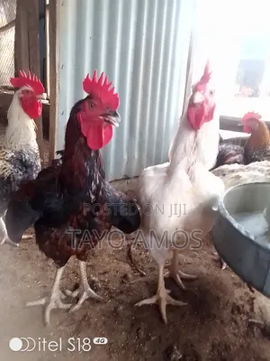 Male Noiler for Sale