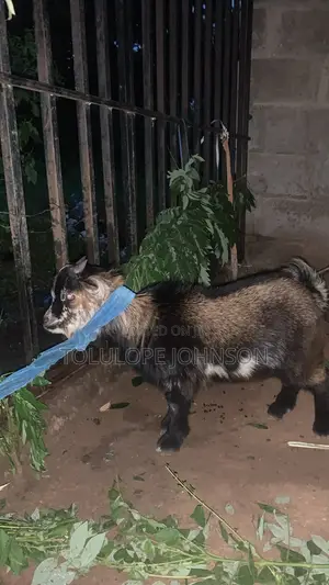Want to Sell a Male Goat Located at Ado Ekiti