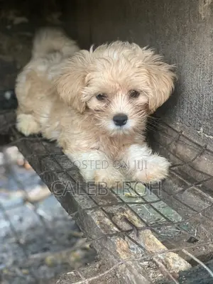 1-3 months Female Purebred Lhasa Apso