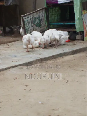 Live Farm Animals Chicken,turkey