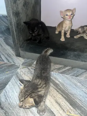 0-1 month Female Mixed Breed Tabby