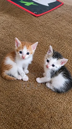 1-3 months Male Mixed Breed Tabby