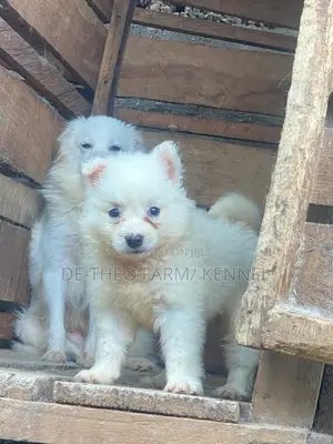 1-3 months Female Purebred American Eskimo