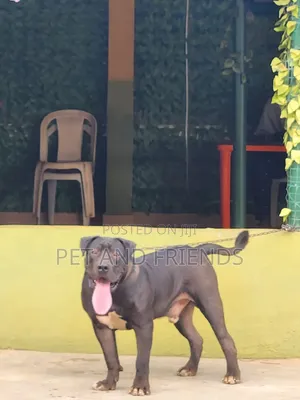 1+ year Male Purebred Boerboel