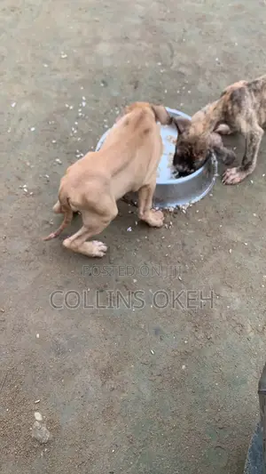 3-6 months Male Purebred Boerboel