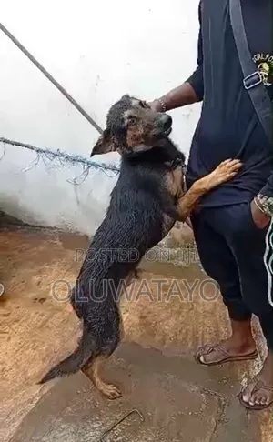 6-12 months Male Purebred German Shepherd