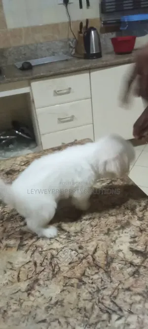 1-3 months Male Purebred Lhasa Apso