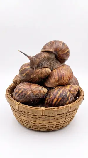 Fresh Shell Snails