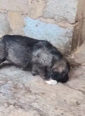 1-3 months Female Purebred Caucasian Shepherd