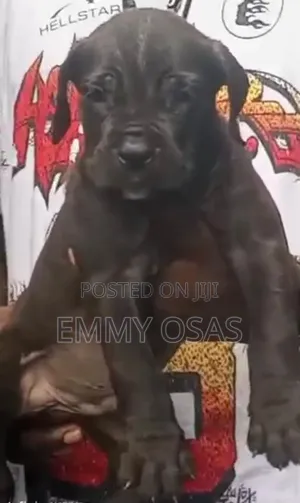 1-3 months Male Purebred Cane Corso