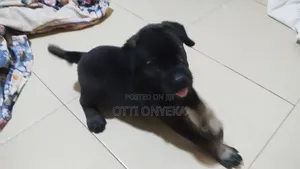 1-3 months Female Mixed Breed German Shepherd